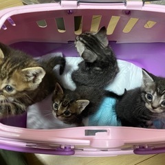 子猫の里親募集※一旦募集停止中