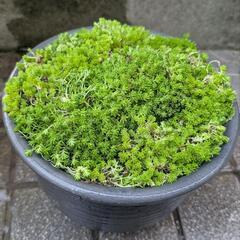 ★。多肉植物モリムラマンネングサ鉢★・*。ガーデニングに★。