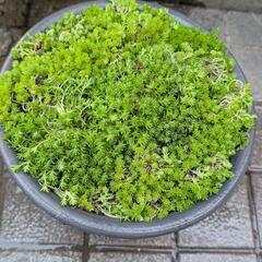 ★。多肉植物モリムラマンネングサ鉢★・*。ガーデニングに★。の画像