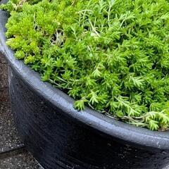 ★。多肉植物モリムラマンネングサ鉢★・*。ガーデニングに★。の画像