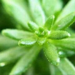★。多肉植物モリムラマンネングサ鉢★・*。ガーデニングに★。の画像