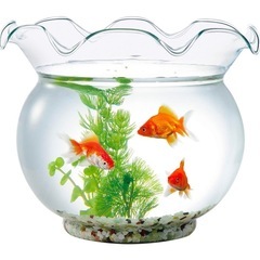 新品　金魚鉢の画像