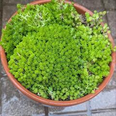★多肉植物セダム★。モリムラマンネングサ鉢★*。ガーデニング★。の画像