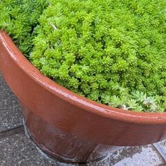 ★多肉植物セダム★。モリムラマンネングサ鉢★*。ガーデニング★。の画像