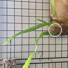 観葉植物　ビカクシダB　ビフルカツム　胞子葉出現×3あり 子株　...
