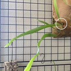 観葉植物　ビカクシダC　ビフルカツム　胞子葉出現×3あり 子株　...