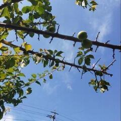 無農薬梅の実　1.5キロ　6/1 　無人販売の画像