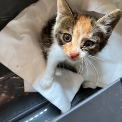 三毛猫女の子里親さん募集しています。