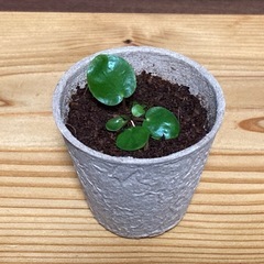 観葉植物 ピレアペペロミオイデス