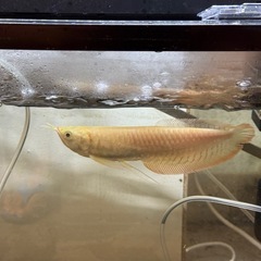 アルビノシルバーアロワナ