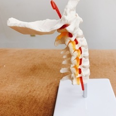超美品！頚椎模型　骨模型の画像