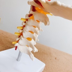 超美品！頚椎模型　骨模型の画像