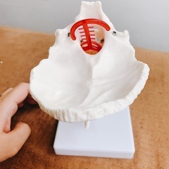 超美品！頚椎模型　骨模型の画像