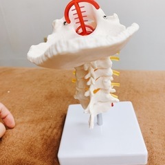 超美品！頚椎模型　骨模型の画像