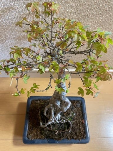 盆栽　楓　カエデ　紅葉　根上がり盆栽　インテリア 楓 かえで カエデ 楓盆栽 かえで盆栽 小品盆栽 紅葉 盆栽 楓 挿し木3 