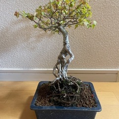 盆栽　楓　カエデ　紅葉　根上がり盆栽　インテリア
