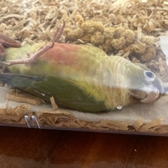 ウロコインコ