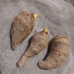 里芋の種芋