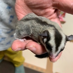 フクロモモンガ ノーマル 特別セールします − 茨城県
