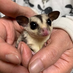 フクロモモンガ ノーマル 特別セールします - つくば市