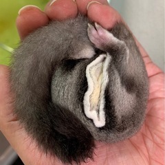 フクロモモンガ ノーマル 特別セールします