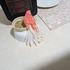 アキクサインコ（多分オス）