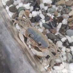 サワガニ　極上　青　オレンジ　ペアの画像