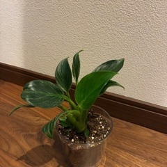 ディフェンバキア　観葉植物