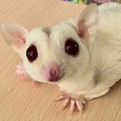 フクロモモンガ クリミノモザイクhetプラチナorリューシ…
