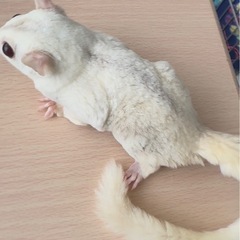 【ご予約済み】フクロモモンガ クリミノモザイクhetプラチナorリューシ オス - 三重郡