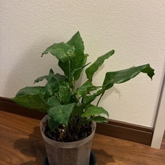 希少種　カラテア　観葉植物