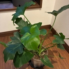 セローム　観葉植物