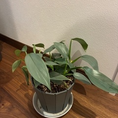 シルバーメタル　観葉植物