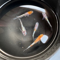 メダカ　花魁　オス3メス2