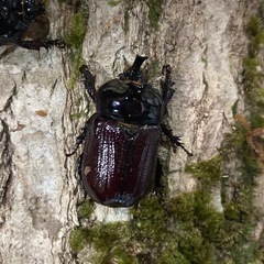 KOTA's insect バラタスサイカブト♂単　KOTA店長...