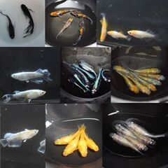 メダカ　6/1(日)バリ浜フェスタ出店(小針浜)　めだか