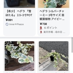 ユキホタル　観葉植物①〜④  1個¥400（鉢代込み ）の画像