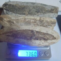 化石 3匹の魚 約７３０ｇ ブラジル国セアラ州のサンターナ地層