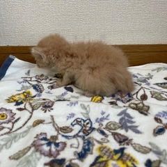 生後3週目の子猫です　おかげさまで里親様が決まりました！ − 香川県