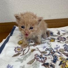 生後3週目の子猫です　おかげさまで里親様が決まりました！ - 猫