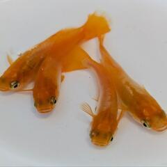 プラチナ牡丹　メダカ　4匹