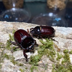 KOTA's insect バラタスサイカブト ペア　KOTA店...