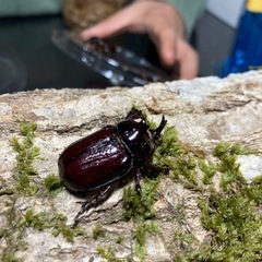 KOTA's insect バラタスサイカブト ペア　KOTA店長ブリードの画像