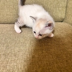子猫ちゃん(受付：22時まで)