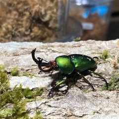 KOTA's insect パプキン♂単　KOTA店長ブリード
