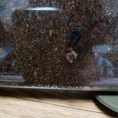 カブト虫のサナギの画像