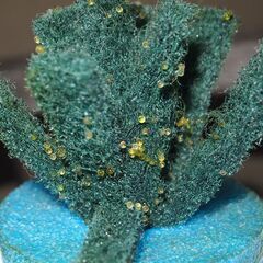 メダカ　完売　レッドクリフ紅白卵　産卵床付きの画像