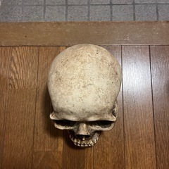 髑髏
の画像