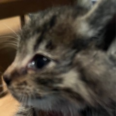ニャンズ譲渡依頼④
