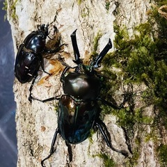 KOTA's insect ニジイロクワガタ（グリーン系）ペア　父提供
の画像